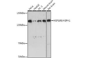 Western blot analysis of extracts of various cell lines, using HSP105/HSPH1 Rabbit mAb (ABIN7267566) at 1:1000 dilution. (HSPH1 anticorps)