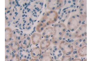 IHC-P analysis of Rat Kidney Tissue, with DAB staining. (FGF15 anticorps  (AA 25-218))