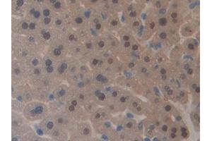 Detection of GAL4 in Mouse Liver Tissue using Polyclonal Antibody to Galectin 4 (GAL4)