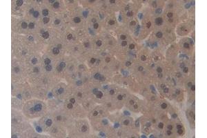 Detection of GAL4 in Mouse Liver Tissue using Polyclonal Antibody to Galectin 4 (GAL4) (GAL4 anticorps  (AA 1-326))