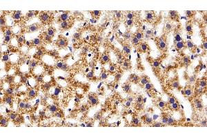 Detection of APOC1 in Mouse Liver Tissue using Polyclonal Antibody to Apolipoprotein C1 (APOC1)