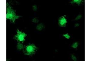 Anti-TOMM34 mouse monoclonal antibody (ABIN2454837) immunofluorescent staining of COS7 cells transiently transfected by pCMV6-ENTRY TOMM34 (RC201083). (TOMM34 anticorps)