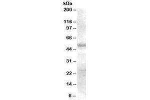 Western blot testing of human skin lysate with SMAD9 antibody at 0. (SMAD9 anticorps)