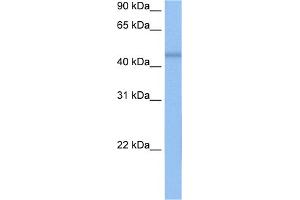 WB Suggested Anti-DKFZP564O0523 Antibody Titration:  0. (C7orf64 anticorps  (C-Term))