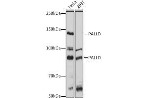 Western blot analysis of extracts of various cell lines, using PALLD antibody  at 1:1000 dilution. (PALLD anticorps  (AA 383-672))