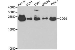 Western blot analysis of extracts of various cell lines, using CD99 antibody. (CD99 anticorps)