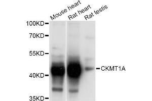 Western blot analysis of extracts of various cell lines, using CKMT1A Antibody. (CKMT1A anticorps)