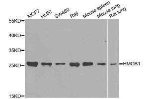 Western blot analysis of extracts of various cell lines, using HMGB1 antibody (ABIN5971378) at 1/1000 dilution. (HMGB1 anticorps)