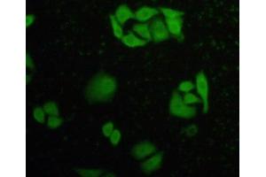 IHC-P analysis of HeLa cells, with FITC staining. (Caspase 8 anticorps  (AA 385-479))
