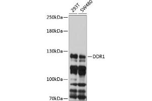 Western blot analysis of extracts of various cell lines, using DDR1 antibody (ABIN6131016, ABIN6139471, ABIN6139472 and ABIN6214760) at 1:1000 dilution. (DDR1 anticorps  (AA 290-420))