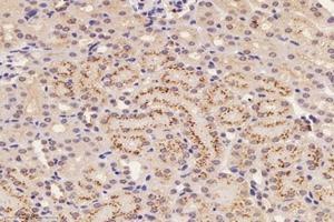 Immunohistochemistry analysis of paraffin-embedded mouse kidney using,ATP5G3 (ABIN7073143) at dilution of 1: 1400