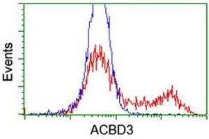 HEK293T cells transfected with either RC208434 overexpress plasmid (Red) or empty vector control plasmid (Blue) were immunostained by anti-ACBD3 antibody (ABIN2455835), and then analyzed by flow cytometry. (ACBD3 anticorps)