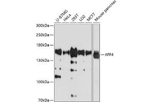 Western blot analysis of extracts of various cell lines, using  antibody (ABIN1678597, ABIN3019123, ABIN3019124 and ABIN6220725) at 1:1000 dilution. (AFF4 anticorps  (AA 1-220))