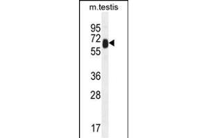 TTC39B Antibody (C-term) (ABIN654972 and ABIN2844610) western blot analysis in mouse testis tissue lysates (35 μg/lane). (TTC39B anticorps  (C-Term))