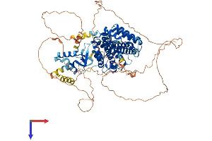 AlphaFold protein structure predicition of Mouse Recombinant Rfx3 Protein, UniprotID P48381