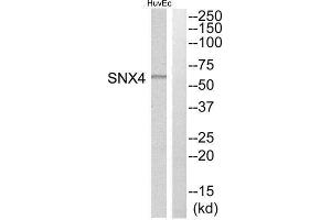 Western Blotting (WB) image for anti-Sorting Nexin 4 (SNX4) (Internal Region) antibody (ABIN1852218) (Sorting Nexin 4 anticorps  (Internal Region))