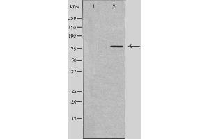 Western blot analysis of extracts from HeLa cells, using RUFY1 antibody.