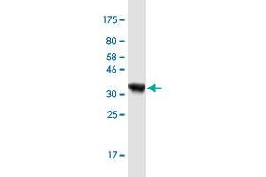 Western Blot detection against Immunogen (36. (AIMP2 anticorps  (AA 1-100))