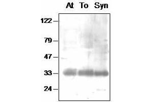 Western blot analysis of Arabidopsis (At), tobacco (To) chloroplast and Synechocystis (Syn) thylakoid proteins with anti- PsbA-int (D1-Int anticorps)