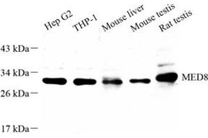 Western blot analysis of MED8 (ABIN7074582) at dilution of 1: 1000 (MED8 anticorps)