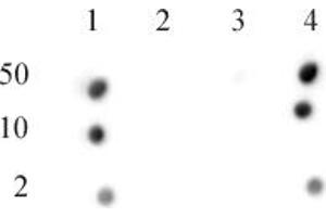 CENP-A phospho Ser18 antibody (pAb) tested by dot blot analysis.