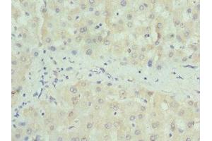 Immunohistochemistry of paraffin-embedded human liver tissue using ABIN7160326 at dilution of 1:100