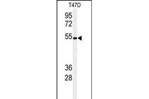 Western blot analysis of KTEL1 Antibody (C-term) (ABIN653630 and ABIN2842982) in T47D cell line lysates (35 μg/lane). (POGLUT1 anticorps  (C-Term))