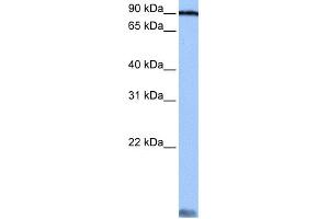 WB Suggested Anti-AARS Antibody Titration:  0. (AARS anticorps  (C-Term))
