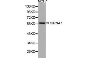 Western Blotting (WB) image for anti-Cholinergic Receptor, Nicotinic, alpha 7 (Neuronal) (CHRNA7) antibody (ABIN1871856) (CHRNA7 anticorps)