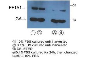 Western Blotting (WB) image for anti-Eukaryotic Translation Elongation Factor 1 alpha 1 (EEF1A1) antibody (ABIN3002704)