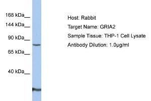 Host: Rabbit Target Name: GRIA2 Sample Type: THP-1 Whole Cell lysates Antibody Dilution: 1.