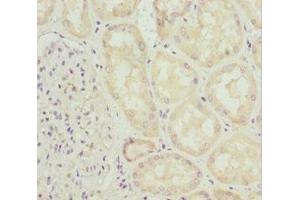 Immunohistochemistry of paraffin-embedded human kidney tissue using ABIN7156314 at dilution of 1:100 (INPP5K anticorps  (AA 149-448))