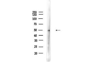 anti-Polypyrimidine Tract Binding Protein 2 (PTBP2) (Internal Region) antibody