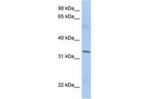 Image no. 1 for anti-Mitochondrial Ribosomal Protein L15 (MRPL15) (AA 35-84) antibody (ABIN6743415) (MRPL15 anticorps  (AA 35-84))