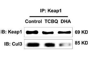 This image was generously provided by Yang Song, Ph.