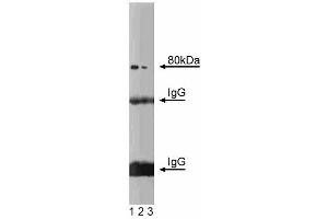 Western blot analysis of CD98HC on rat liver lysate.