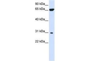Image no. 1 for anti-Protein tyrosine Phosphatase-Like A Domain Containing 2 (PTPLAD2) (AA 72-121) antibody (ABIN6740888) (PTPLAD2 anticorps  (AA 72-121))