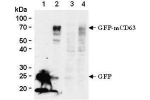 Western blot analysis of mouse CD63 expression in GFP-tagged mouse CD63 transfected 293T (2, 4) and GFP transfected 293T (1, 3) using anti-GFP antibody (clone 1E4, lane 1 and 2) or anti-mouse CD63 (clone R5G2, lane 3 and 4, AM26556AF-N).
