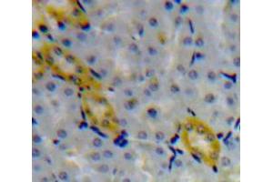 Used in DAB staining on fromalin fixed paraffin-embedded Kidney tissue (Granulin anticorps  (AA 234-419))
