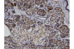 Image no. 1 for anti-Ankyrin Repeat and SOCS Box Containing 8 (ASB8) (AA 179-289) antibody (ABIN599610) (ASB8 anticorps  (AA 179-289))