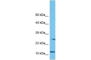 Host:  Rabbit  Target Name:  NNAT  Sample Tissue:  Human HepG2 Whole Cell  Antibody Dilution:  1ug/ml
