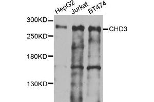 Western blot analysis of extracts of various cells, using CHD3 antibody. (CHD3 anticorps)