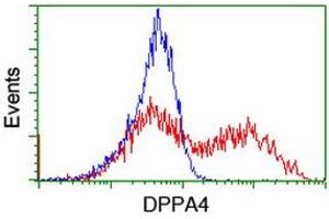 Image no. 2 for anti-Developmental Pluripotency Associated 4 (DPPA4) (AA 9-254) antibody (ABIN1491699) (DPPA4 anticorps  (AA 9-254))