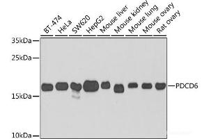 Western blot analysis of extracts of various cell lines using PDCD6 Polyclonal Antibody at dilution of 1:1000.