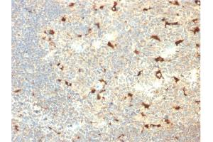 Formalin-fixed, paraffin-embedded human Tonsil stained with CD68 Mouse Monoclonal Antibody (C68/2709). (CD68 anticorps  (AA 150-221))