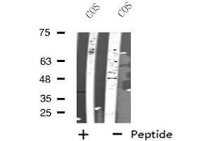 Western blot analysis of extracts from COS cells, using NLE1 antibody.