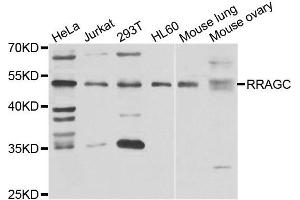 Western blot analysis of extracts of various cell lines, using RRAGC antibody. (GTR2 anticorps)