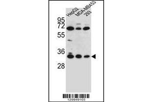 Western blot analysis in HepG2,MDA-MB453,293 cell line lysates (35ug/lane). (OR2T3 anticorps  (C-Term))
