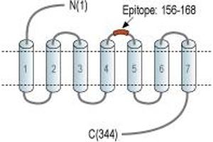 Representative domain view of the target of ABIN7885126.