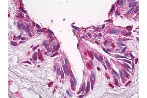 Anti-FUZ / FY antibody IHC of human lung.